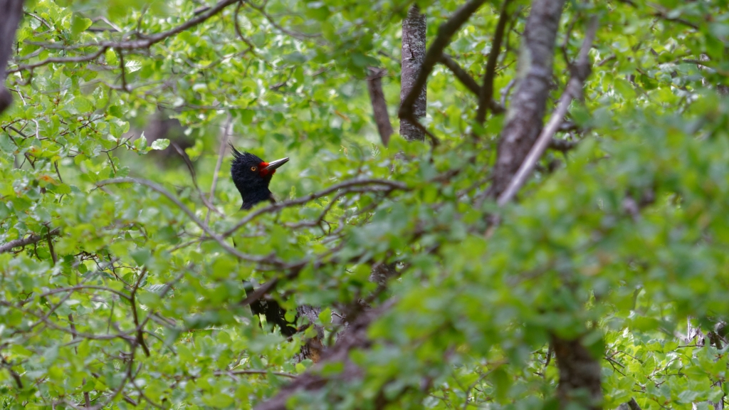 05 - Radal Siete Tazas NP (5).jpg